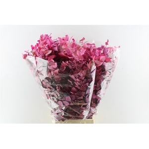 Euca Stuartiana Stab. Cerise