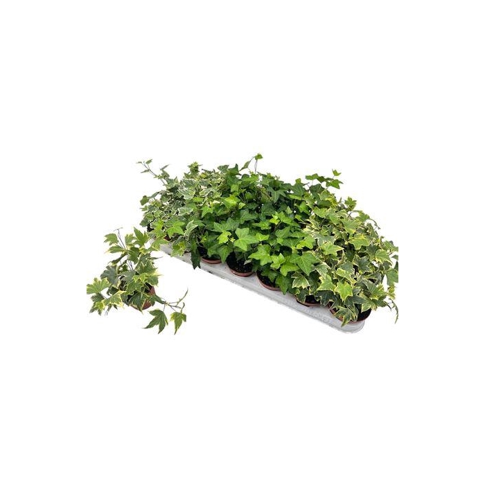 <h4>Hed He Gem 3 Srt</h4>