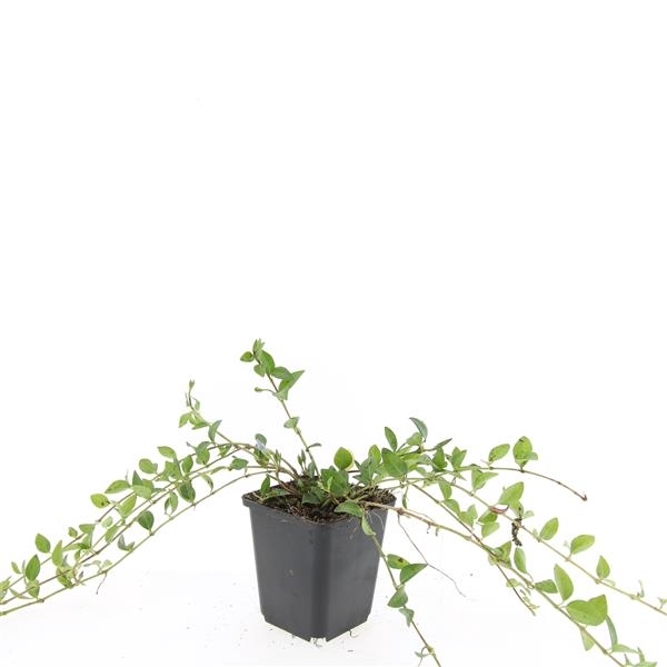<h4>Vinca minor</h4>