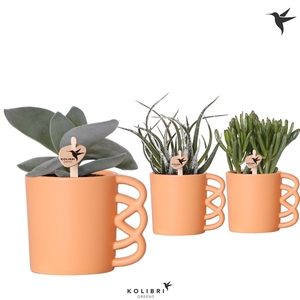 Kolibri Greens Succulenten mix in Happy Mug pot coral