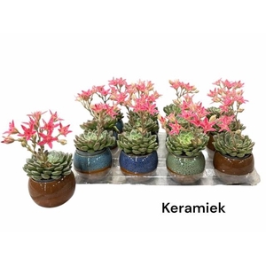 ARR SUCCULENTEN
