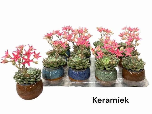 <h4>ARR SUCCULENTEN</h4>