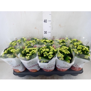 Kalanchoe blos. 'RosDon Dione'