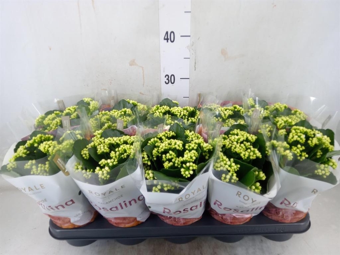 <h4>Kalanchoe blos. 'RosDon Dione'</h4>