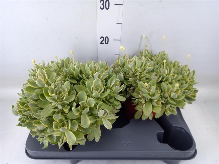<h4>Crassula   ...</h4>