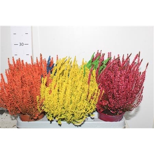 Callu Klb Mixk H% Paint