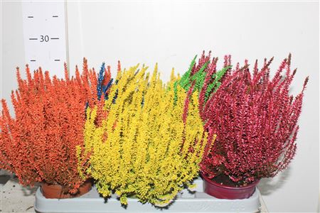 <h4>Callu Klb Mixk H% Paint</h4>