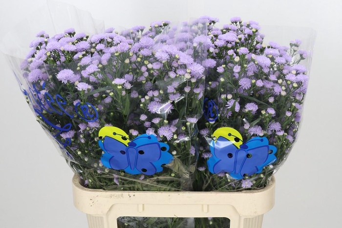<h4>Aster Astee Milka</h4>