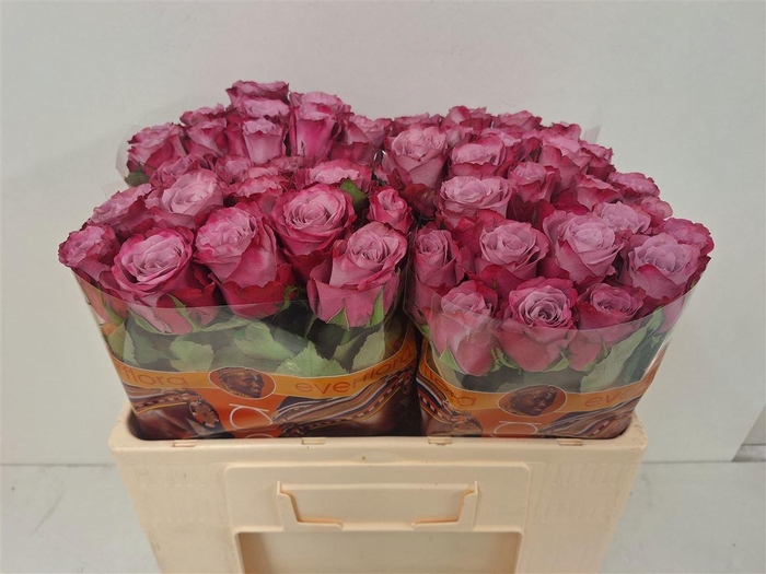 <h4>R GR INFUSED PINK</h4>