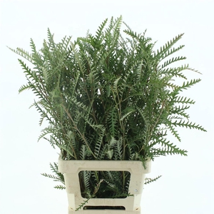 GREVI IVANHOE BRONZE