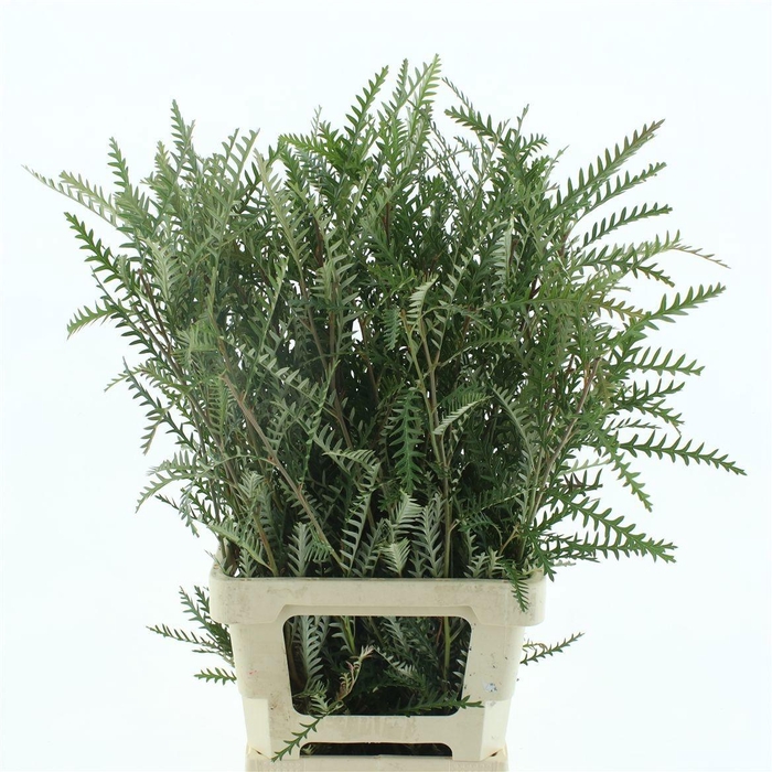 <h4>GREVI IVANHOE BRONZE</h4>