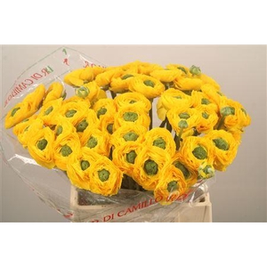 Ran.. Su Omega Extra X50