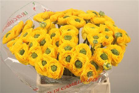 Ran.. Su Omega Extra X50