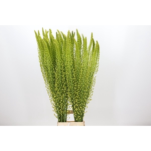 Eremurus Shelford Yellow Sun
