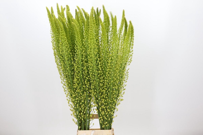 <h4>Eremurus Shelford Yellow Sun</h4>