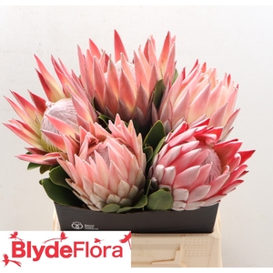 PROTEA CYNAROIDES