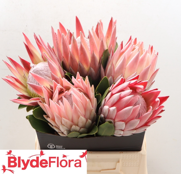 <h4>PROTEA CYNAROIDES</h4>