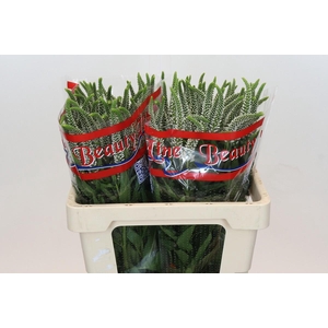 Veronica Skyler White