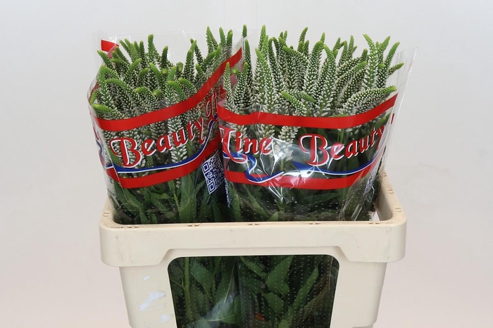 <h4>Veronica Skyler White</h4>