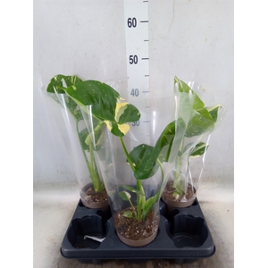 Monstera delic. 'Thai Constellatio'