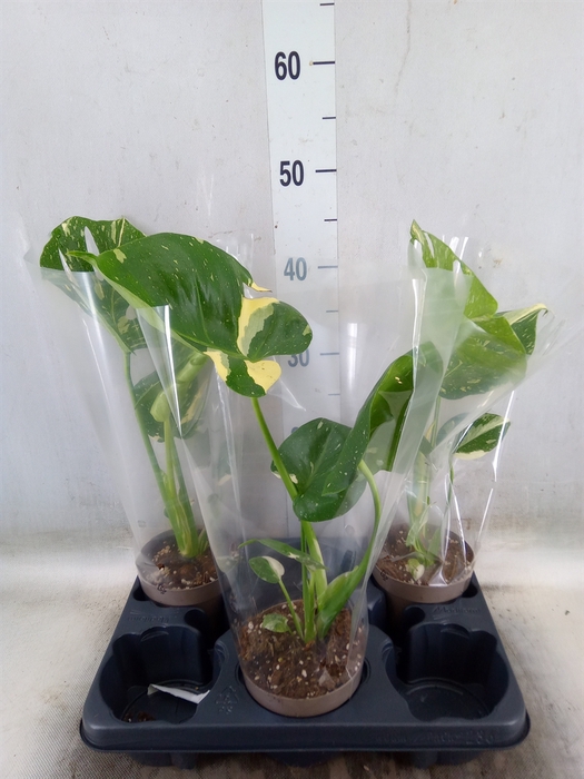 <h4>Monstera delic. 'Thai Constellatio'</h4>
