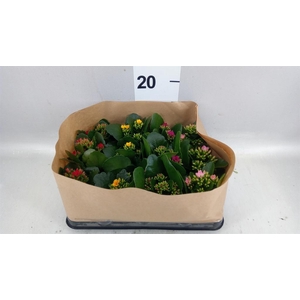 Kalanchoe blos.   ..