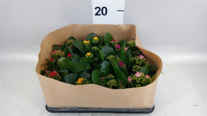 <h4>Kalanchoe blos.   ..</h4>