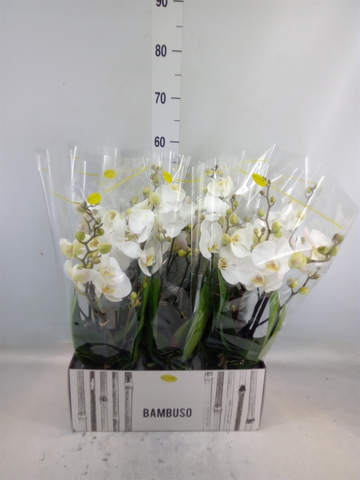 <h4>Phalaenopsis   ...white</h4>