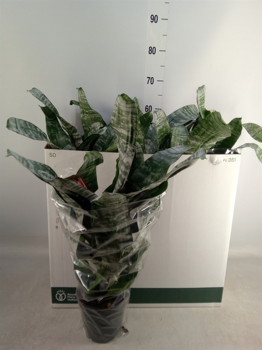 <h4>Aechmea fasciata 'Primera'</h4>