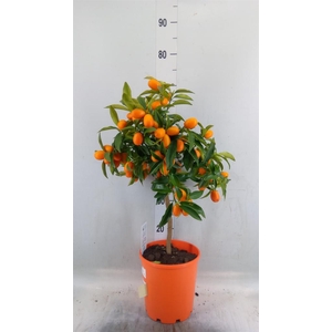 Citrus   ...