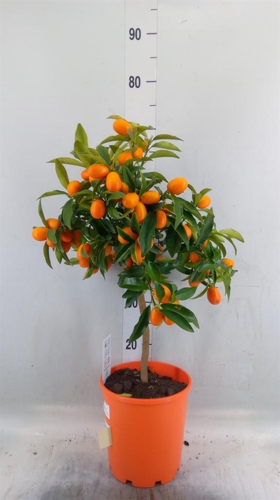 <h4>Citrus   ...</h4>