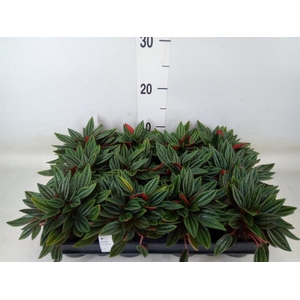 Peperomia caperata 'Rosso'