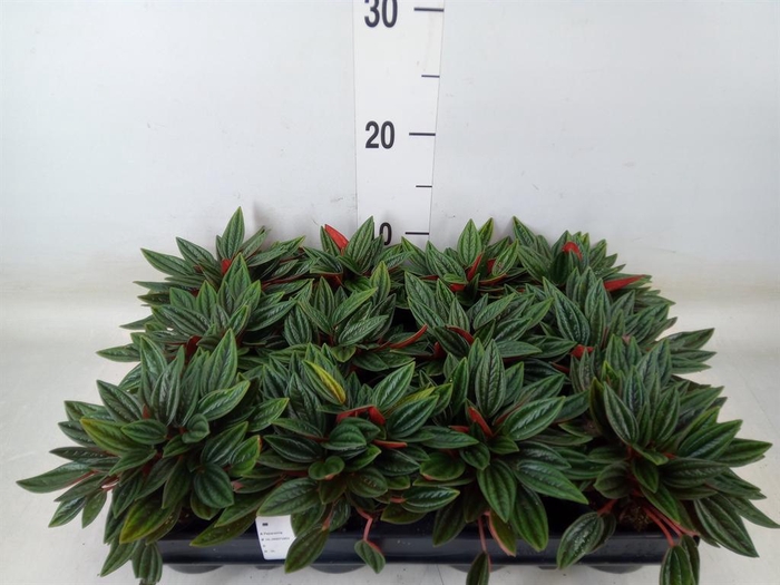 <h4>Peperomia caperata 'Rosso'</h4>