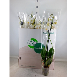 Phalaenopsis   ...white