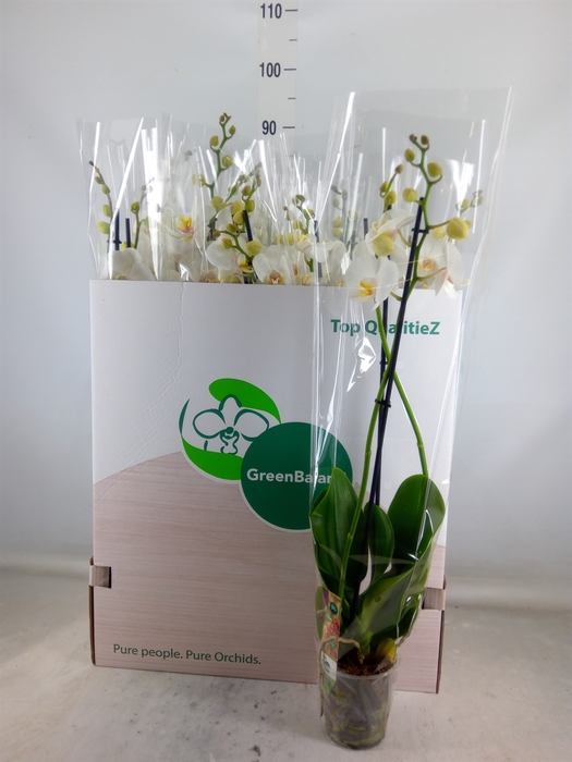 <h4>Phalaenopsis   ...white</h4>