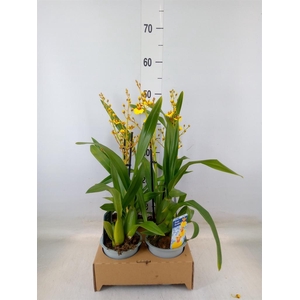 Oncidium   ...