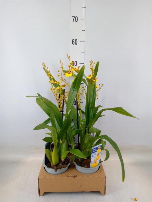 <h4>Oncidium   ...</h4>
