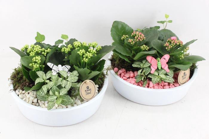 3017 RO/WIT KER. KON LAAG