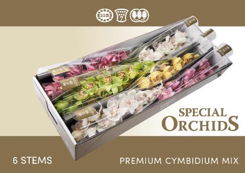 <h4>Cymbidium mix Special Orchids</h4>