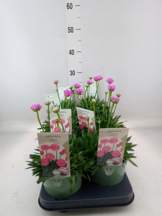 <h4>Armeria pseud. 'Dreameria Daydream'</h4>