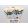 Dianthus St Apple Tea