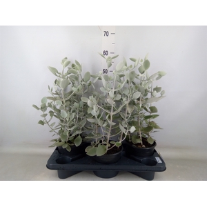 Kalanchoe NF   ...