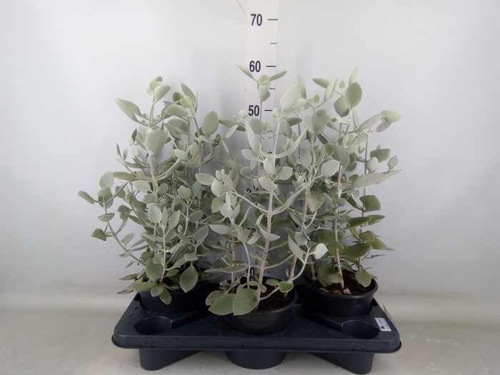 <h4>Kalanchoe NF   ...</h4>