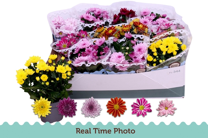 <h4>CHRYS GEM 6 KL</h4>