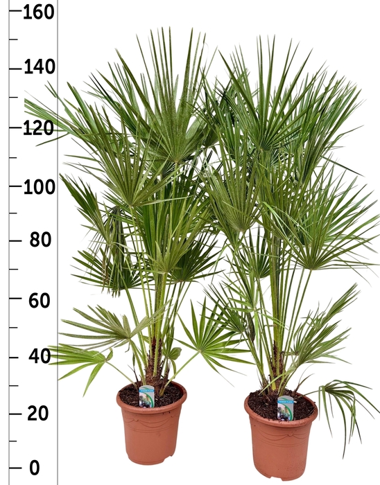 <h4>CHAM HUMILIS</h4>