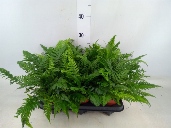 <h4>Polystichum tsus-simense</h4>