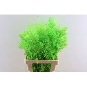 Pres Ruscus Applegreen P Stem