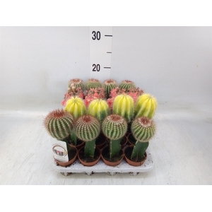 Cactus   ...mix