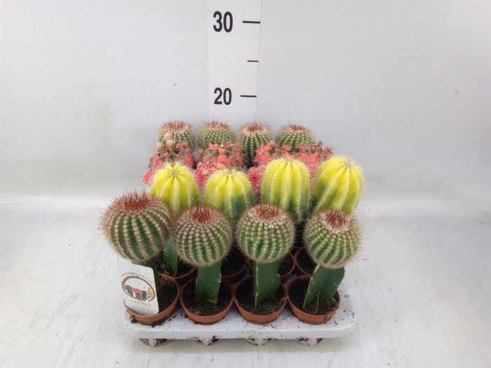 <h4>Cactus   ...mix</h4>