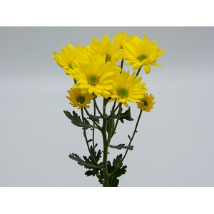 CRISANTEMO SUNNY REAGAN 070 CM